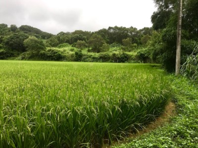 楓樹里石虎米田區 